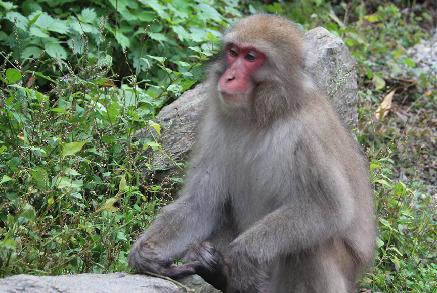 Chapter 10 : Snow Monkeys, Ryokans, and Onsens